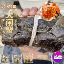 产地直发大量批发大闸蟹长期供应，常年批发，诚信经营