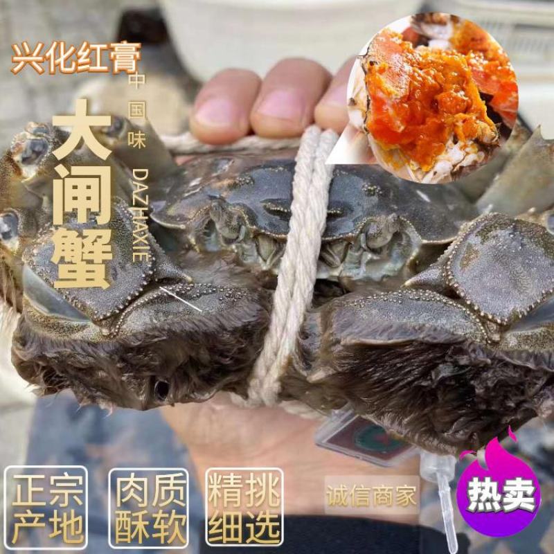 产地直发大量批发大闸蟹长期供应，常年批发，诚信经营