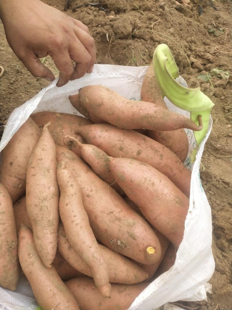 龙薯9号，二两以上，纯沙地种植精品红薯。