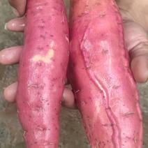 西瓜红红薯，纯沙地种植大量现货供应欢迎咨询
