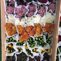 荷兰菊颜色全质量好欢迎订购四季开花养护简单