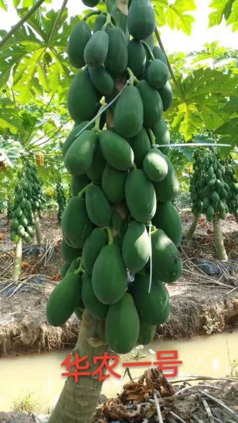 益源红肉木瓜水果木瓜组培苗无菌催芽基地直发技术指