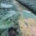 益源红肉木瓜水果木瓜组培苗无菌催芽基地直发技术指
