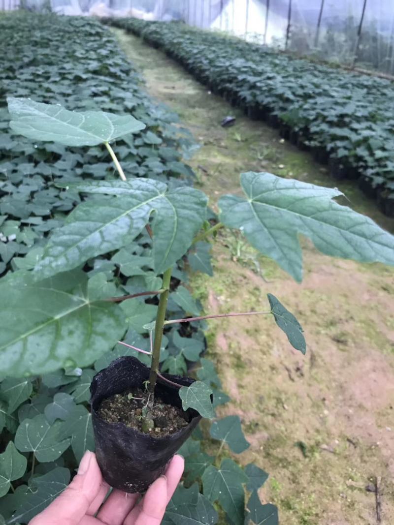 益源红肉木瓜水果木瓜组培苗无菌催芽基地直发技术指