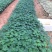 益源红肉木瓜水果木瓜组培苗无菌催芽基地直发技术指