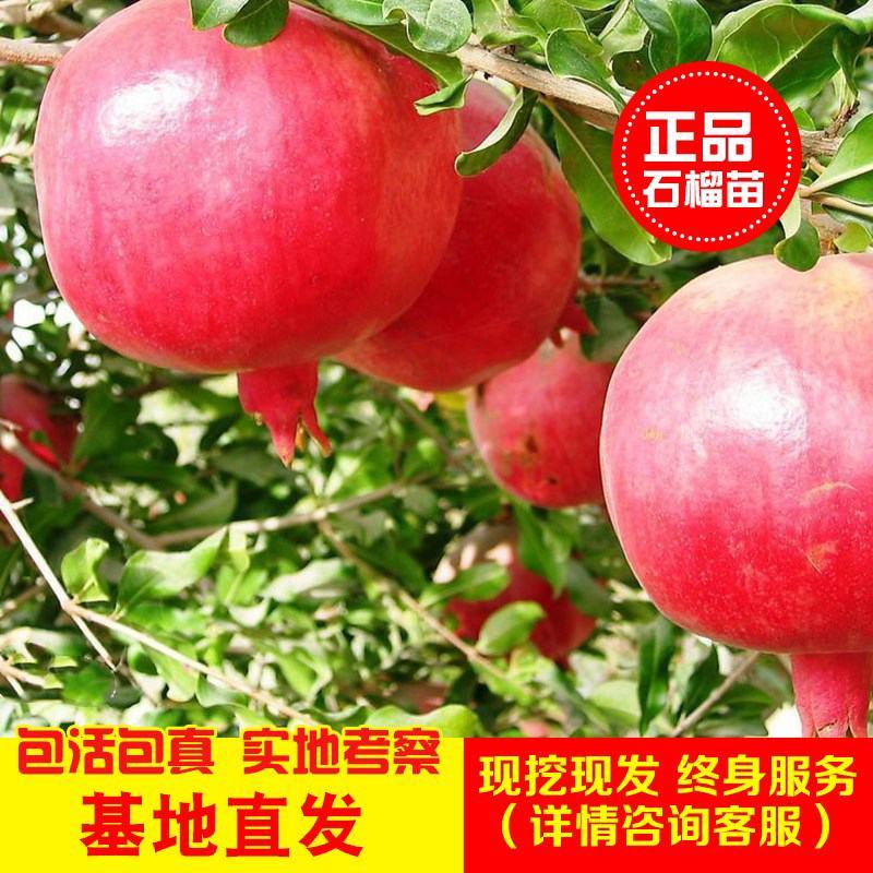 石榴树树苗盆栽地栽突尼斯软籽果树南方北方种植特大无籽石榴