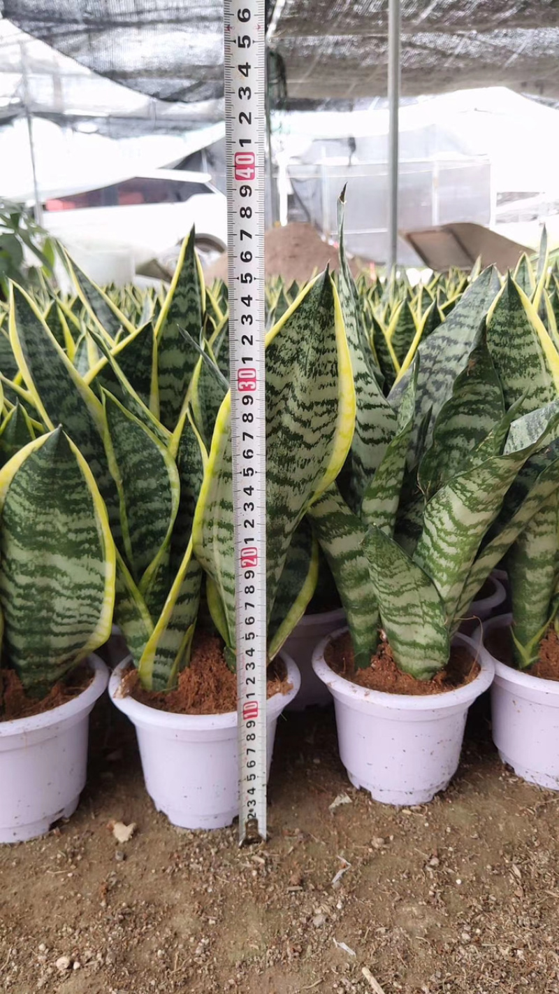 虎皮兰大小规格带盆整箱批发常年供应