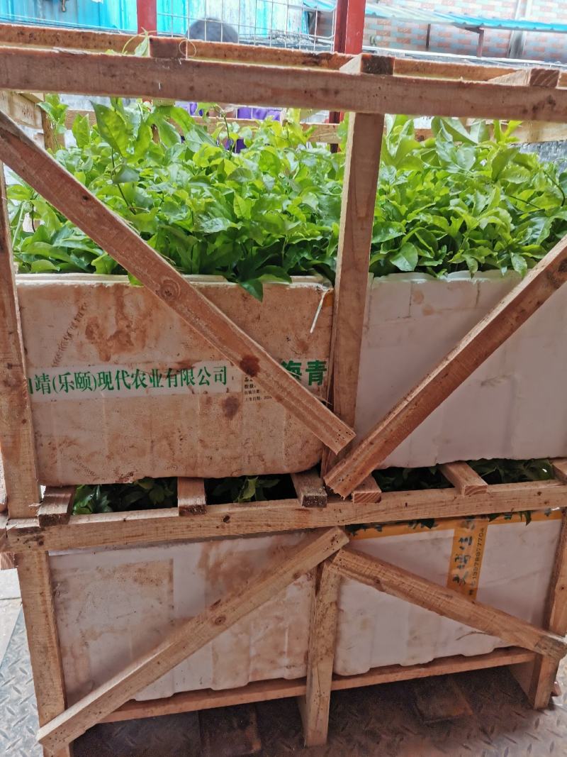 百香果苗，紫香，台农百香果苗，自繁自育！