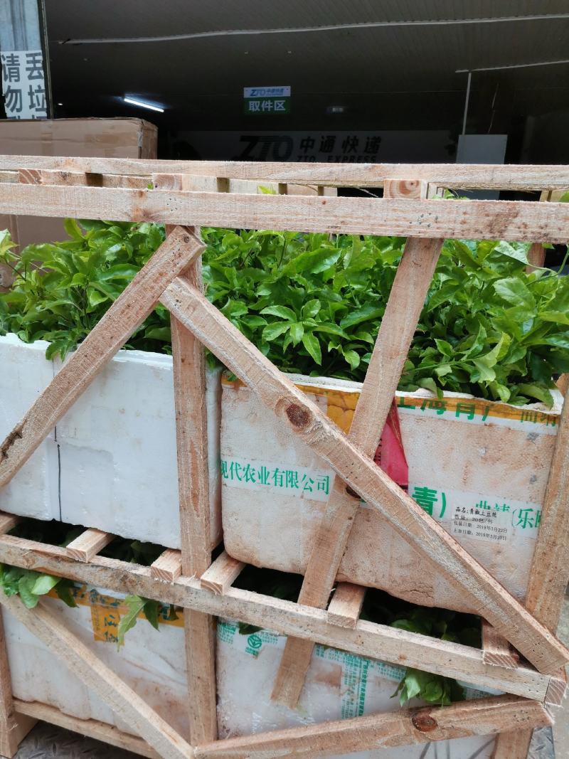 百香果苗，紫香，台农百香果苗，自繁自育！