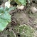 基地直销大量出售盘菜质量好价格优欢迎新老客户前来订购种植