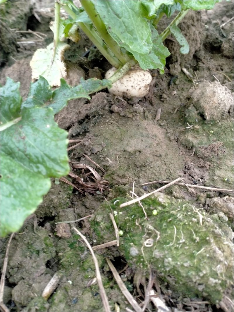 基地直销大量出售盘菜质量好价格优欢迎新老客户前来订购种植