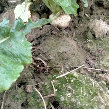 基地直销大量批发销售盘菜质量好价格优请各地朋友提前联系