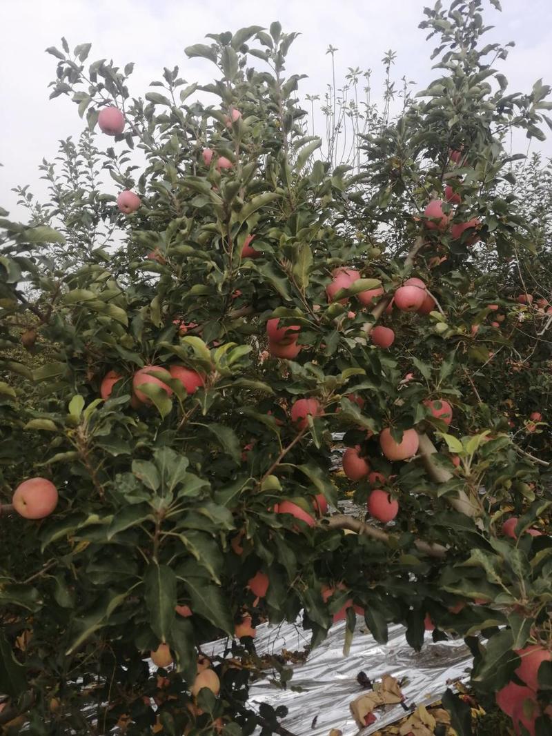 陕西红富士苹果红富士苹果量大从优全国发货