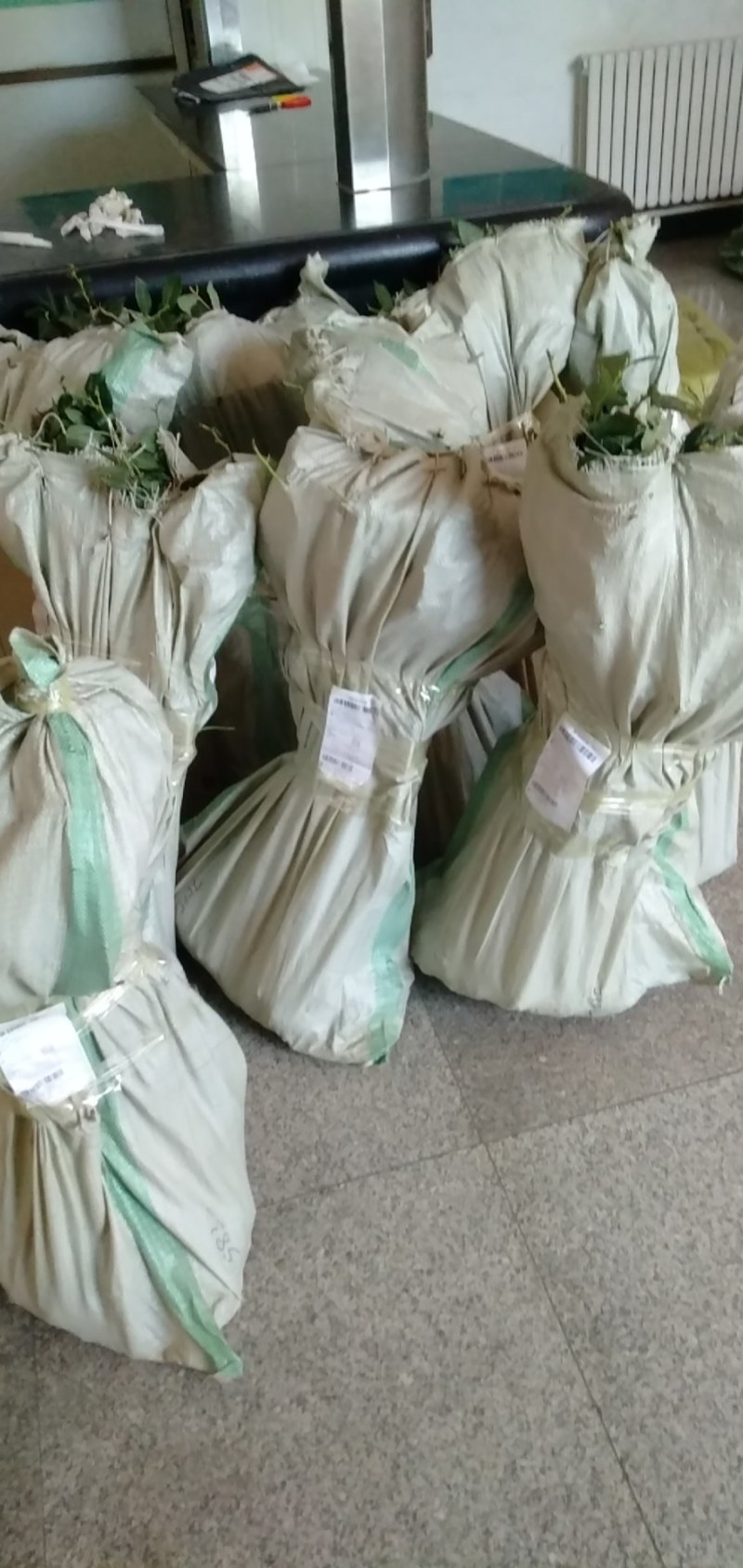 有客户群为证不卖假苗不骗人，李子苗，农村致富不错的选择。