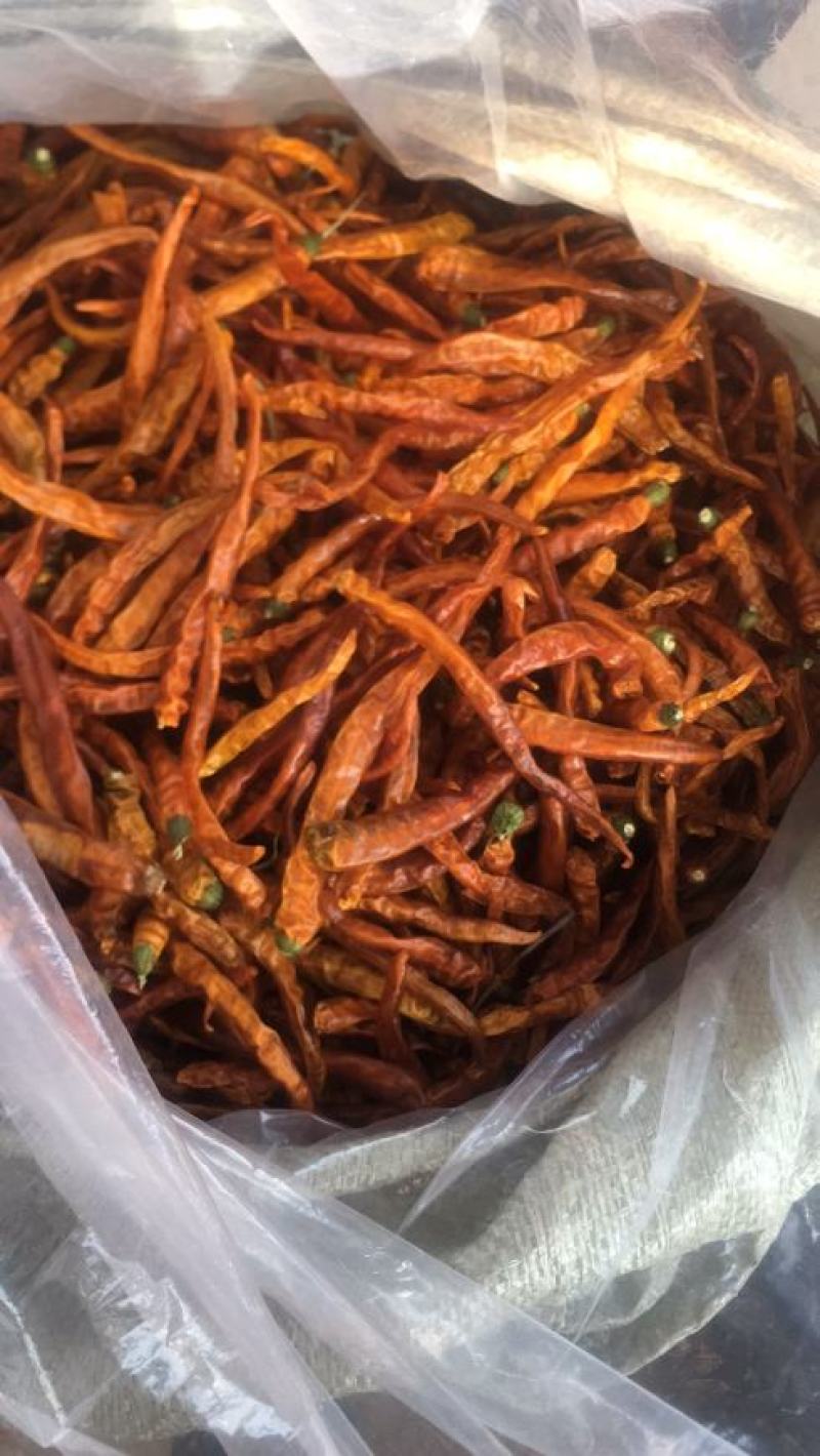三樟黄贡椒，干椒已大量上市了