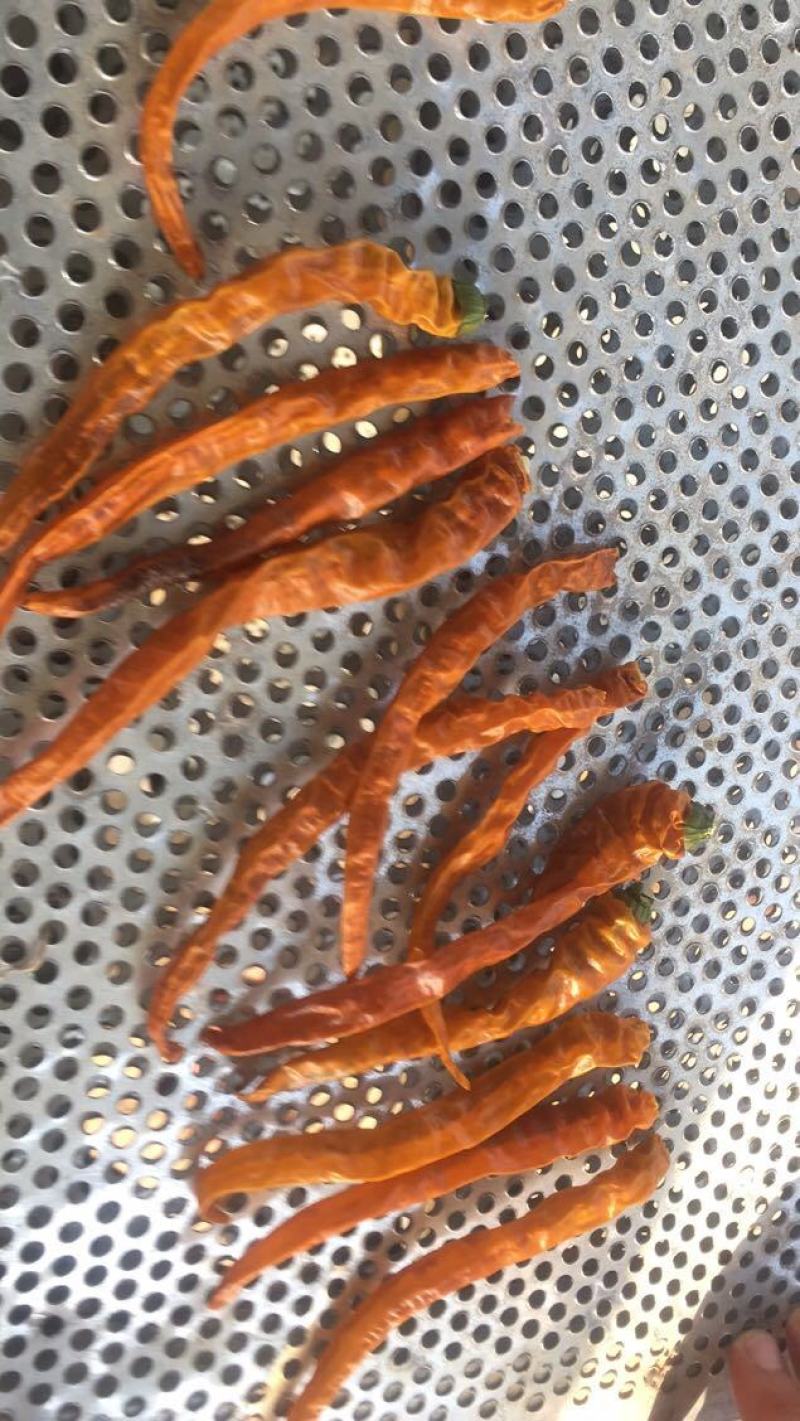 三樟黄贡椒，干椒已大量上市了