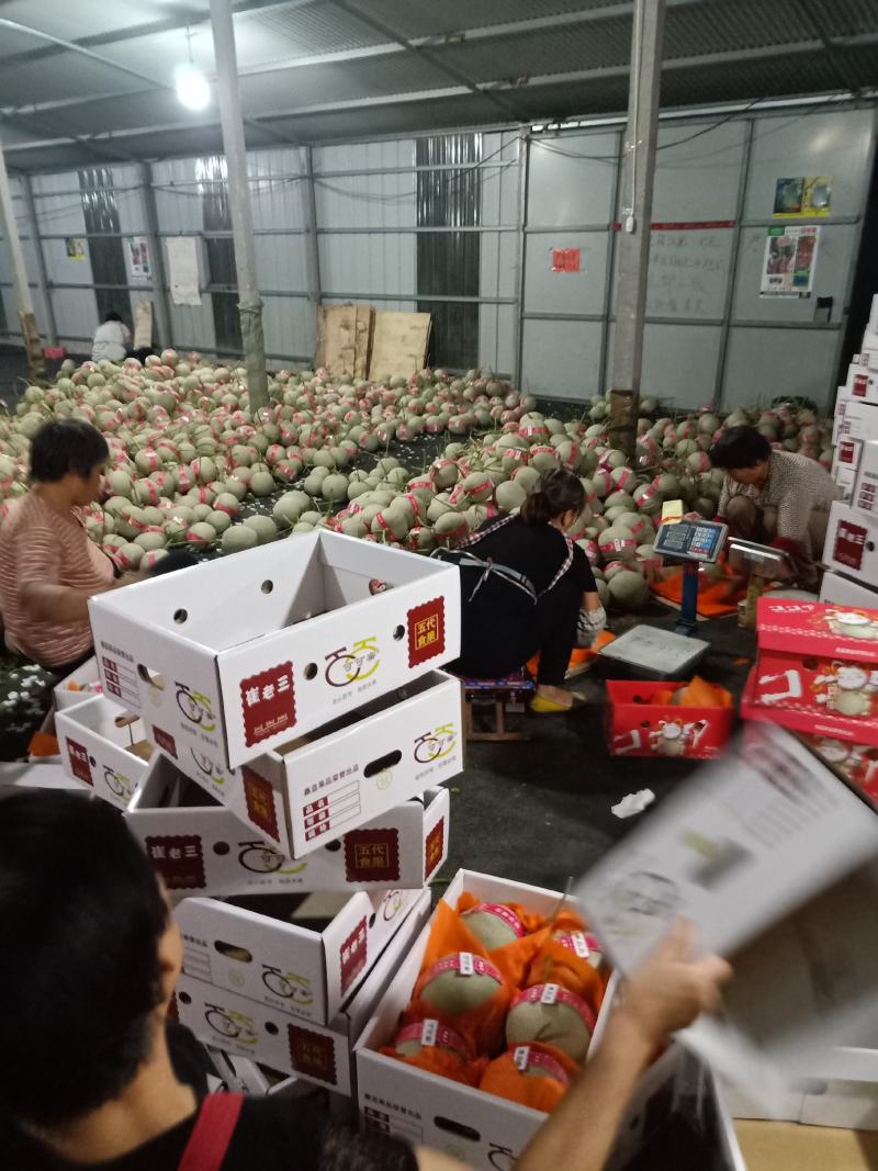 美华玫珑嘉华牛三翠甜网纹甜瓜种植产地糖度高诚信代办
