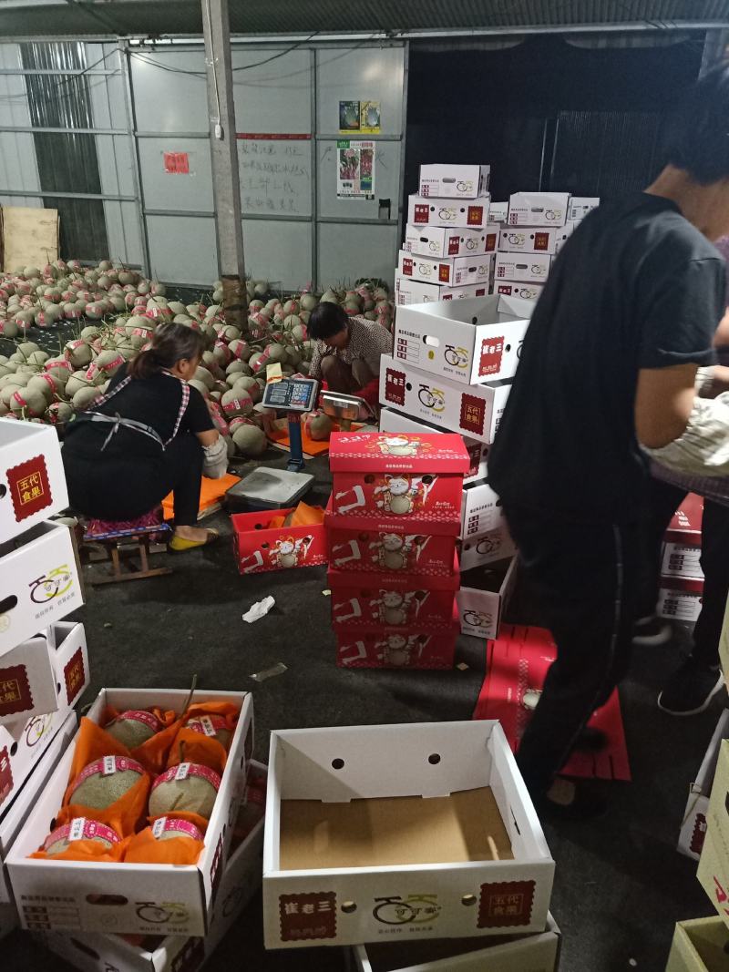 牛三网纹美华3号粗网玫珑嘉华圆网瓜种植产地包棚定货