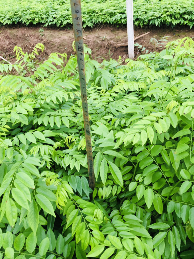 金丝楠木树苗黄花梨苗
