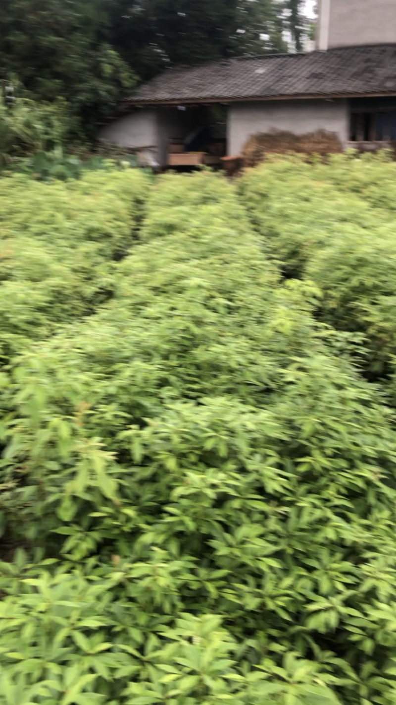 金丝楠木树苗黄花梨苗