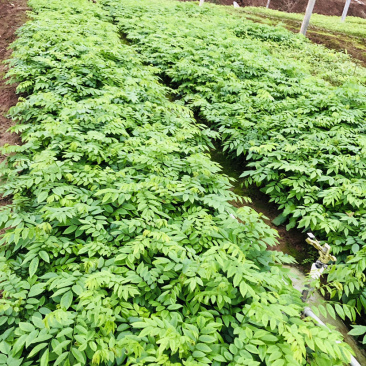 金丝楠木树苗黄花梨苗