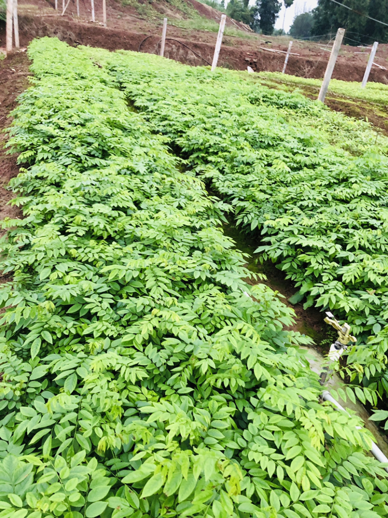 金丝楠木树苗黄花梨苗