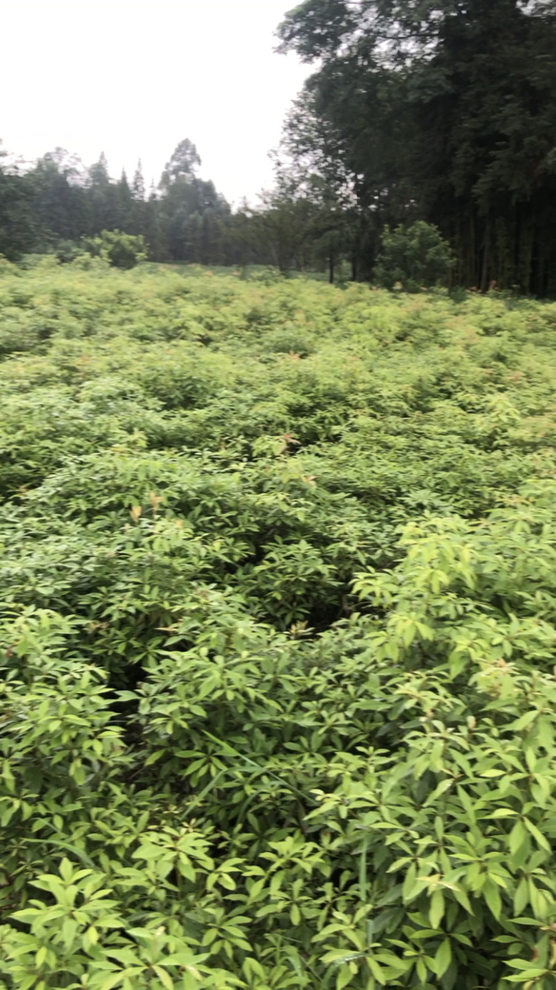 金丝楠木树苗黄花梨苗