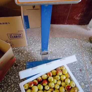 冬枣大荔鲜枣冬枣基地直发