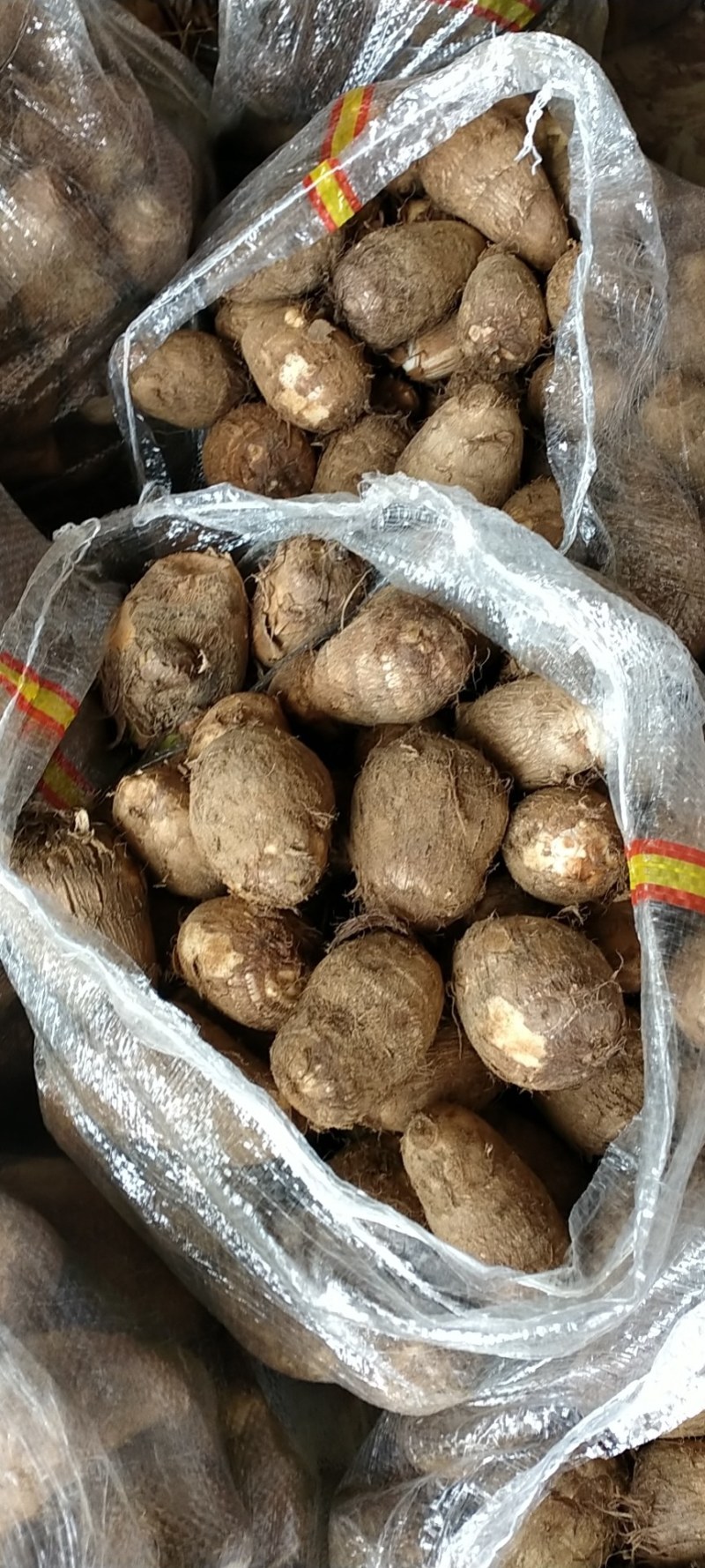 芋头大量上市需要老板联系