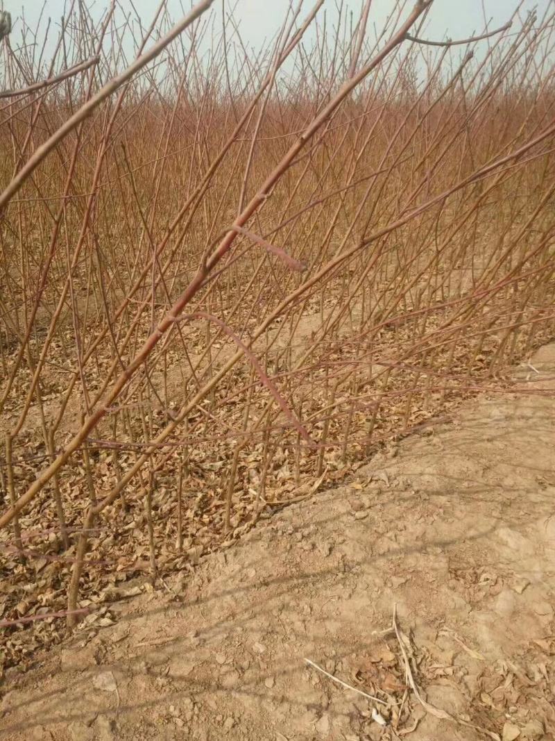 山东沂蒙山黄桃树苗，品种齐全，各种蟠桃系列，红黄桃系列最