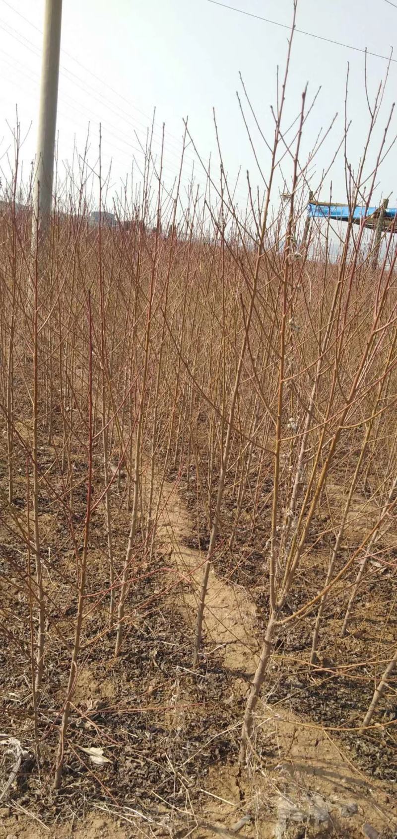 山东沂蒙山黄桃树苗，品种齐全，各种蟠桃系列，红黄桃系列最