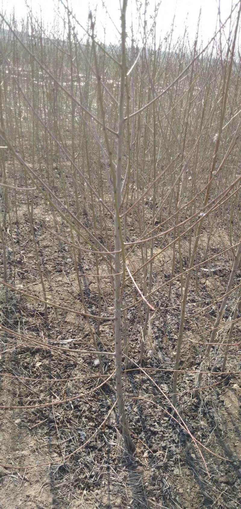 山东沂蒙山黄桃树苗，品种齐全，各种蟠桃系列，红黄桃系列最