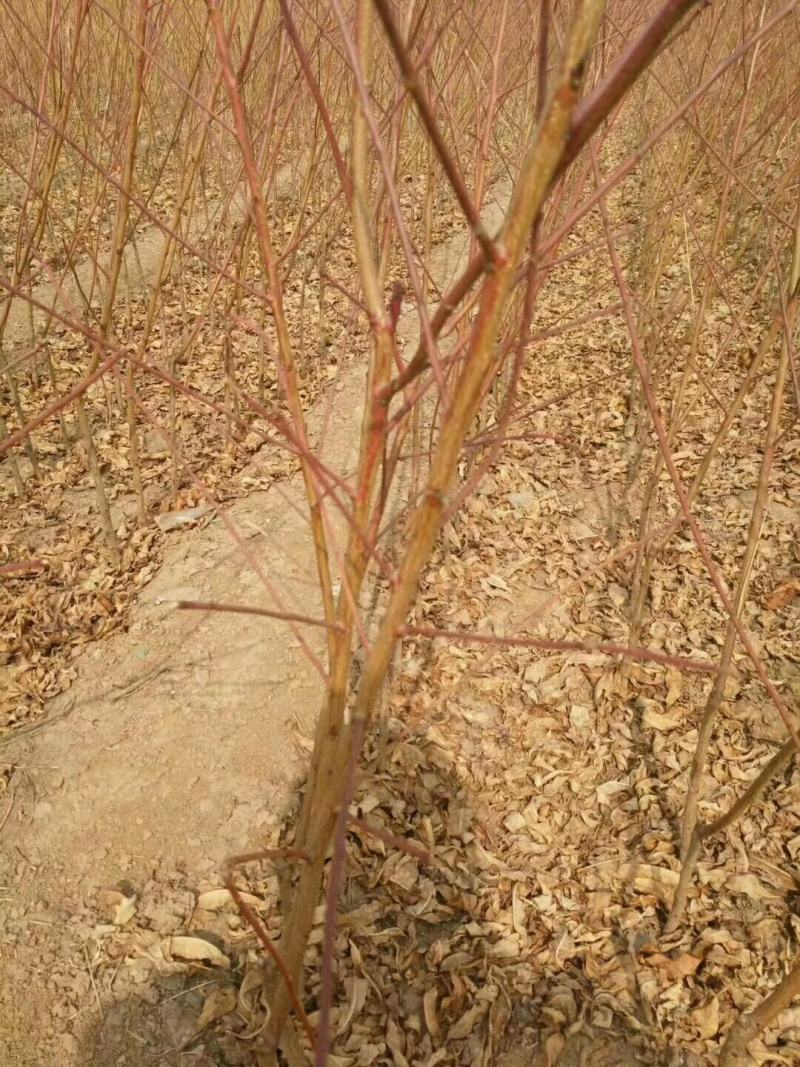 山东沂蒙山黄桃树苗，品种齐全，各种蟠桃系列，红黄桃系列最