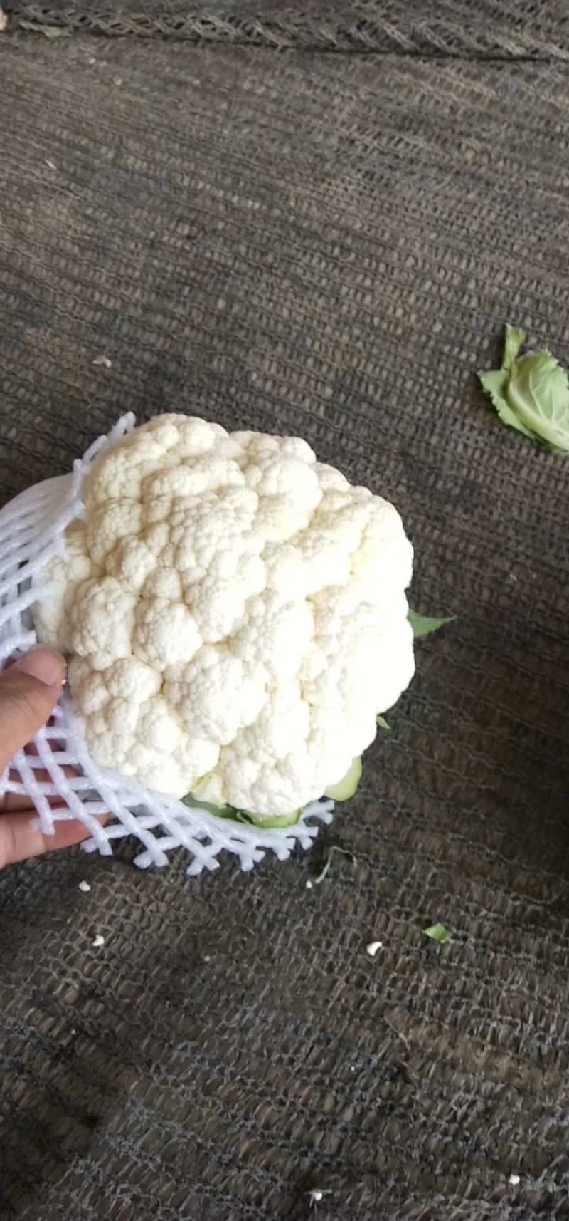 菜花（精品菜花大量上市，质量保证，货源充足，信誉第一）