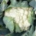 菜花（精品菜花大量上市，质量保证，货源充足，信誉第一）