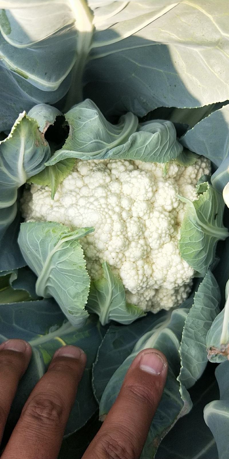 菜花（精品菜花大量上市，质量保证，货源充足，信誉第一）
