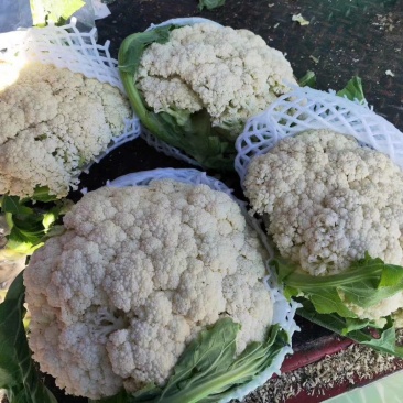 菜花（精品菜花大量上市，质量保证，货源充足，信誉第一）