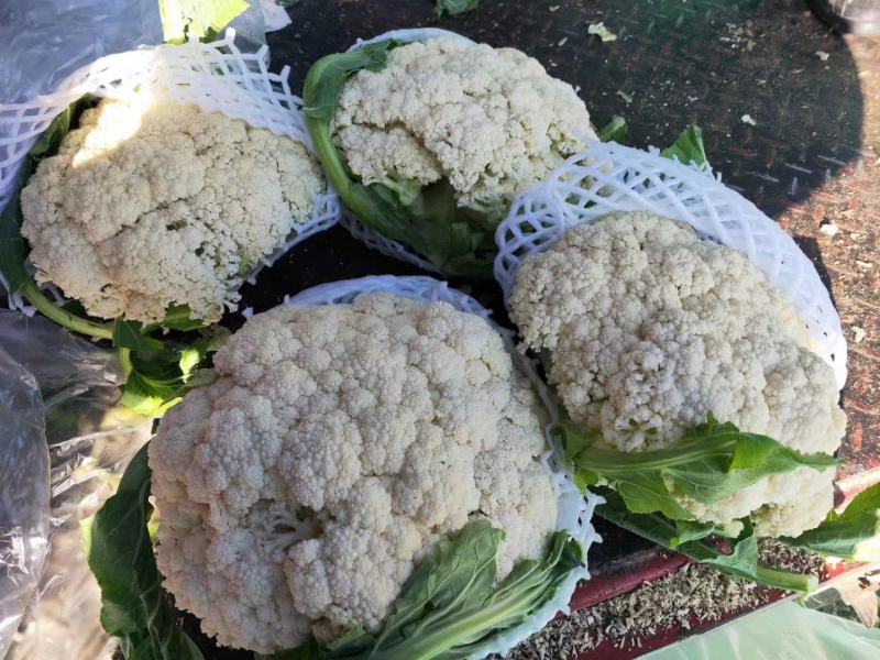 菜花（精品菜花大量上市，质量保证，货源充足，信誉第一）