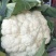 菜花（精品菜花大量上市，质量保证，货源充足，信誉第一）