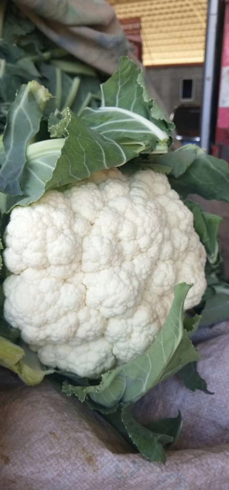 菜花（精品菜花大量上市，质量保证，货源充足，信誉第一）