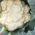 菜花（精品菜花大量上市，质量保证，货源充足，信誉第一）