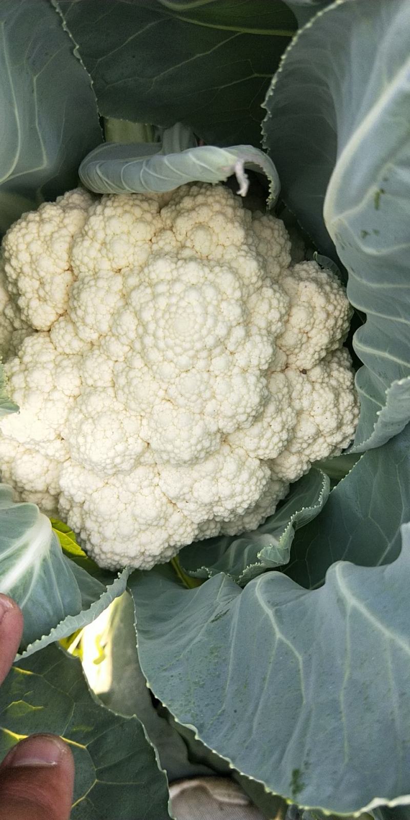 菜花（精品菜花大量上市，质量保证，货源充足，信誉第一）