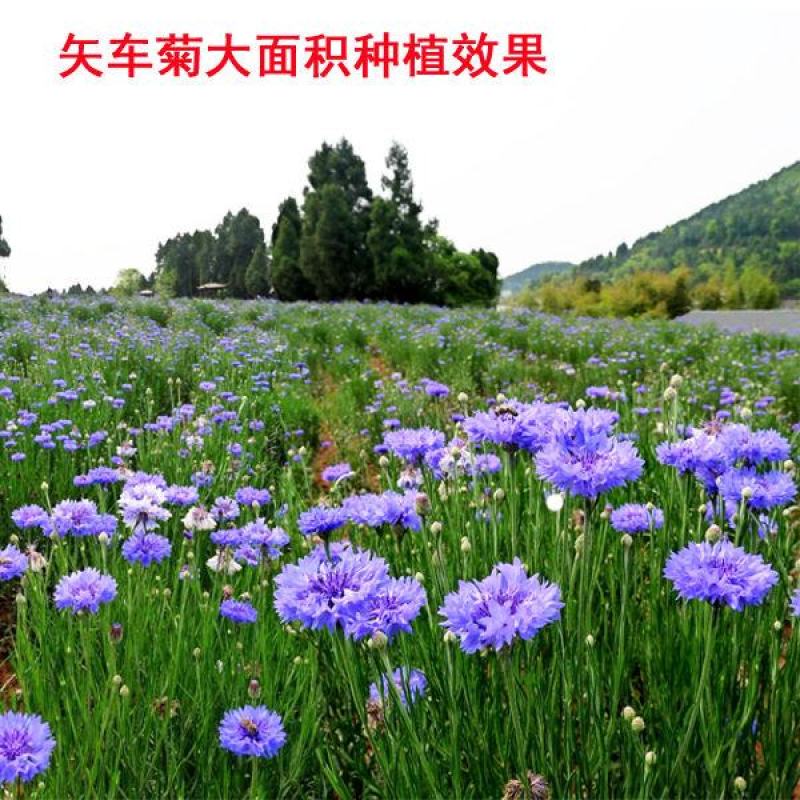 庭院易种花子多年生冬季花种子蓝色矢车菊室外四季种易活花籽