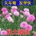 庭院易种花子多年生冬季花种子蓝色矢车菊室外四季种易活花籽