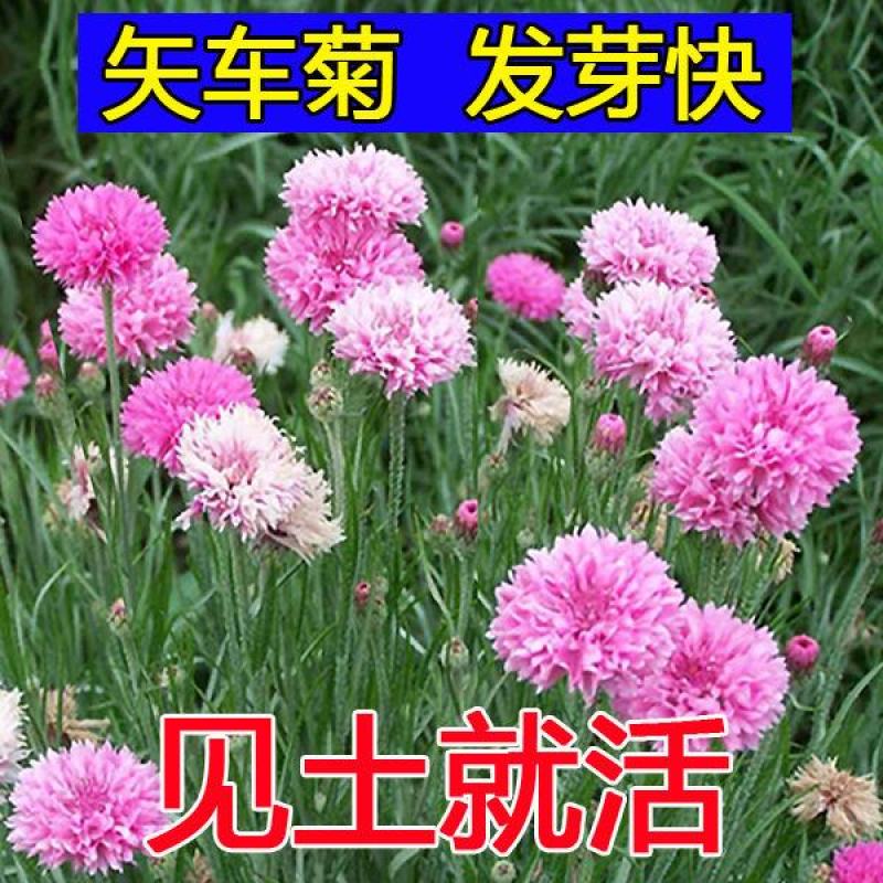 庭院易种花子多年生冬季花种子蓝色矢车菊室外四季种易活花籽