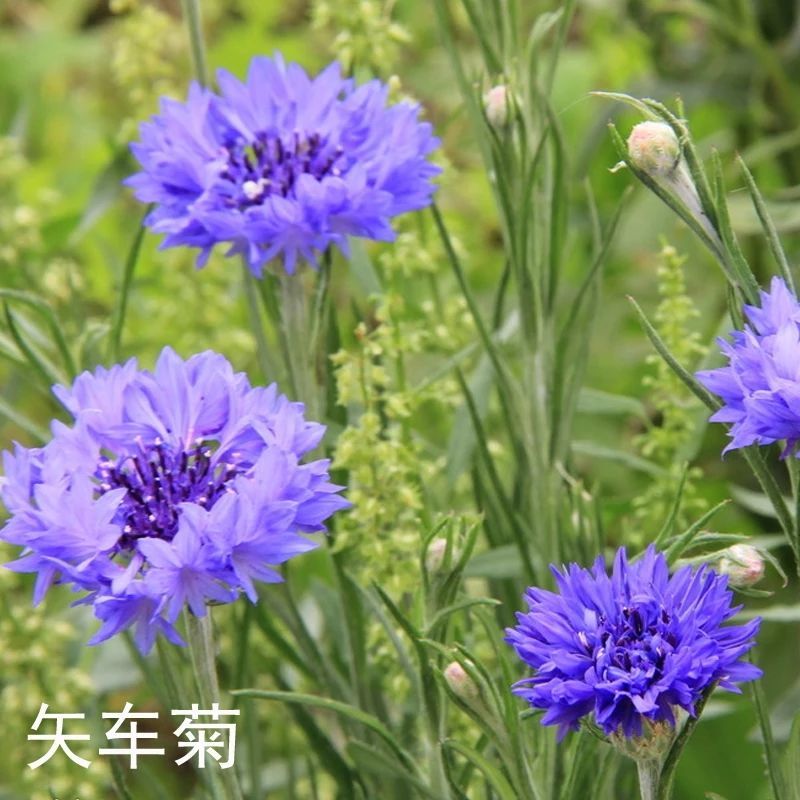 庭院易种花子多年生冬季花种子蓝色矢车菊室外四季种易活花籽