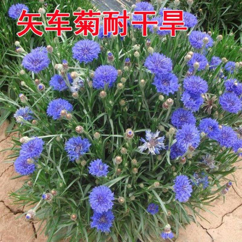 庭院易种花子多年生冬季花种子蓝色矢车菊室外四季种易活花籽