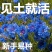 庭院易种花子多年生冬季花种子蓝色矢车菊室外四季种易活花籽