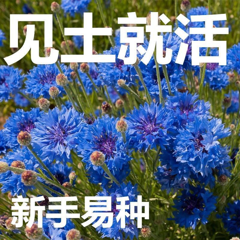 庭院易种花子多年生冬季花种子蓝色矢车菊室外四季种易活花籽