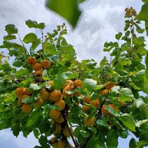 【荐】荷兰香蜜杏两年苗原产地直供品种保证包活当年结果